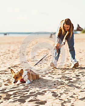 Beautiful young woman holding Corgi puppy dog pulling leash. Female walking with dog