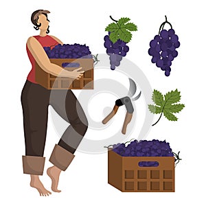 Beautiful young woman in a kerchief is holds a box of grapes. Harvesting grape