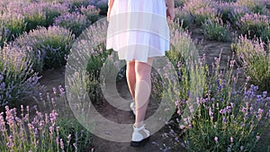 Beautiful young woman picking lavender flowers. Carefree romantic woman on lavender farm
