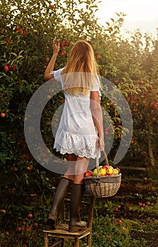 Beautiful young woman picking ripe organic apples