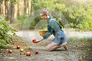 Beautiful young woman picking ripe organic apples in a basket in the garden or on a farm in an autumn or summer day