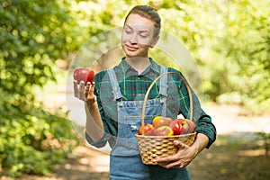 Beautiful young woman picking ripe organic apples in a basket in the garden or on a farm in an autumn or summer day