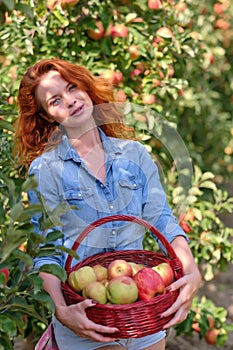 Beautiful young woman picking ripe organic apples in basket in orchard or on farm on a fall day