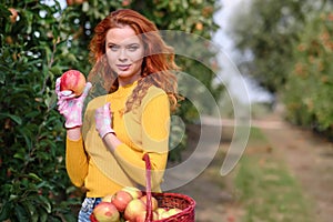 Beautiful young woman picking ripe organic apples in basket in orchard or on farm on a fall day