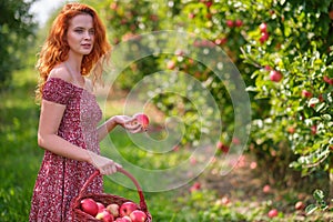 Beautiful young woman picking ripe organic apples in basket in orchard or on farm on a fall day