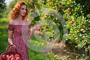 Beautiful young woman picking ripe organic apples in basket in orchard or on farm on a fall day