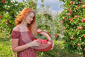 Beautiful young woman picking ripe organic apples in basket in orchard or on farm on a fall day