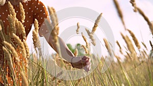 Beautiful young woman walks in the field collects a bouquet of flowers and spikelets. Portrait of attractive female on grass at su