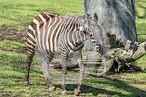Beautiful Young Zebra in Movement in a Summer Hot Afternoon