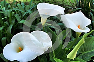 Beautiful Zantedeschia aethiopica plant in the garden