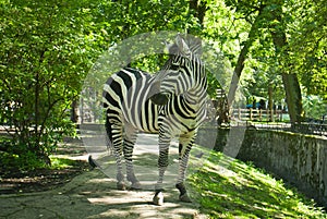 Beautiful zebra