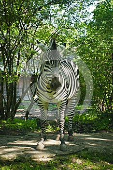 Beautiful zebra