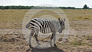 Beautiful zebra close-up, standing in profile, head turned in full face.