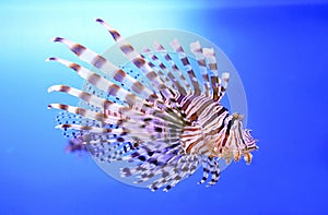 Beautiful zebra fish or striped lionfish in the aquarium