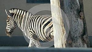 Beautiful zebra goes to the zoo pen hippotigris