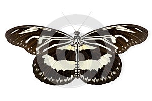 Beautiful Zebra Longwing butterfly isolated on a white background with clipping path