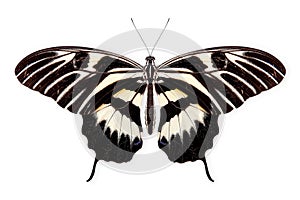 Beautiful Zebra Longwing butterfly isolated on a white background with clipping path