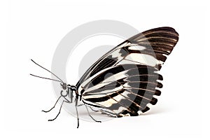 Beautiful Zebra Longwing butterfly isolated on a white background. Side view