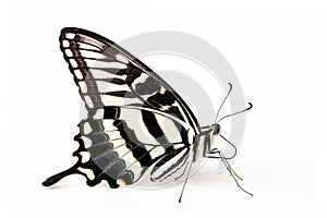 Beautiful Zebra Longwing butterfly isolated on a white background. Side view