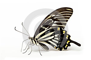 Beautiful Zebra Longwing butterfly isolated on a white background. Side view