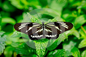 Beautiful Zebra Longwing butterfly rests among the foliage of a garden