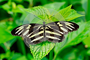 Beautiful Zebra Longwing butterfly rests among the foliage of a garden