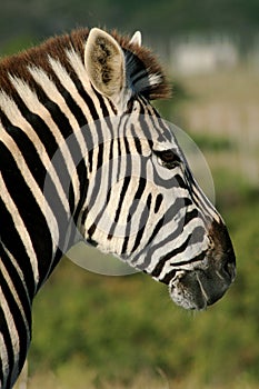 Beautiful zebra portrait