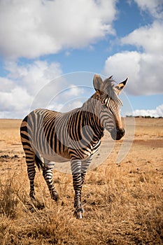 Beautiful zebra stands in its natural habitat