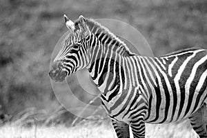 Beautiful zebra on a sunny afternoon in Tanzania.