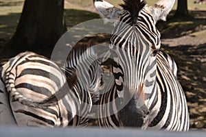 Beautiful Zebra in a Zoo