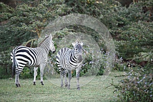 Beautiful Zebras near Naivasha lake