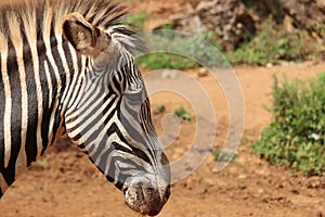 Beautiful zebras wild animals herbivores fast stripes photo