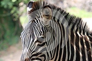 Beautiful zebras wild animals herbivores fast stripes photo