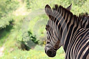 Beautiful zebras wild animals herbivores fast stripes photo