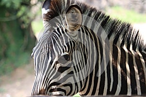 Beautiful zebras wild animals herbivores fast stripes photo