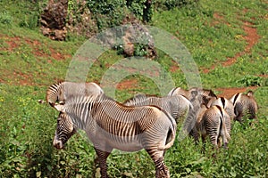 beautiful zebras wild animals herbivores fast stripes photo