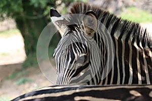 Beautiful zebras wild animals herbivores fast stripes photo