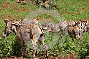 Beautiful zebras wild animals herbivores fast stripes photo