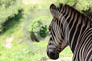 Beautiful zebras wild animals herbivores fast stripes photo