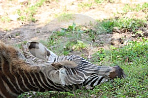 Beautiful zebras wild animals herbivores fast stripes photo