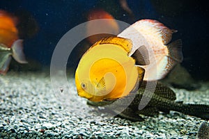 Beautiful zebrasoma salt water aquarium fish