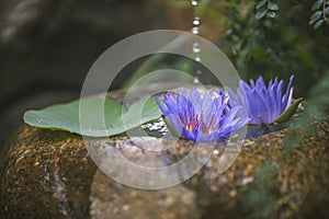 Beautiful zen garden with lotus flower and bamboo fountain on nature background