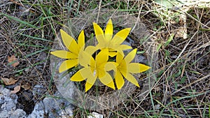 The beautiful Zephyranthes flower in garden