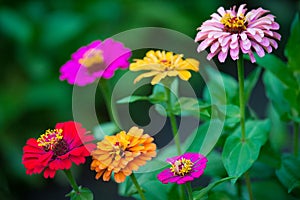 Beautiful zinnia flowers growing in the garden. Nature concept