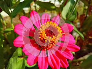 Beautiful zinnia flowers in the morning