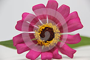 Beautiful zinnia pink flower in white background. Beautiful blossom pink Zinnia flower isolated white background. photo