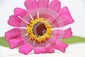 Beautiful zinnia pink flower in white background. Beautiful blossom pink Zinnia flower isolated white background. photo