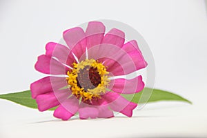 Beautiful zinnia pink flower in white background. Beautiful blossom pink Zinnia flower isolated white background. photo