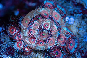 Beautiful zoanthids. Coral in coral reef aquarium tank. photo