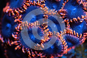 Beautiful zoanthids. Coral in coral reef aquarium tank. photo